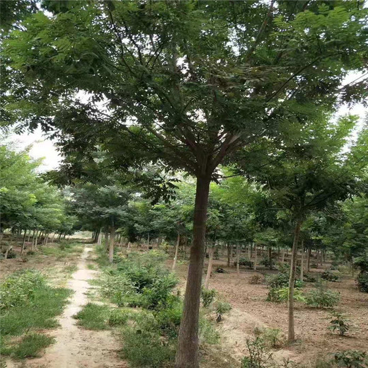 寧夏75公分國槐價(jià)格70公分國槐價(jià)格