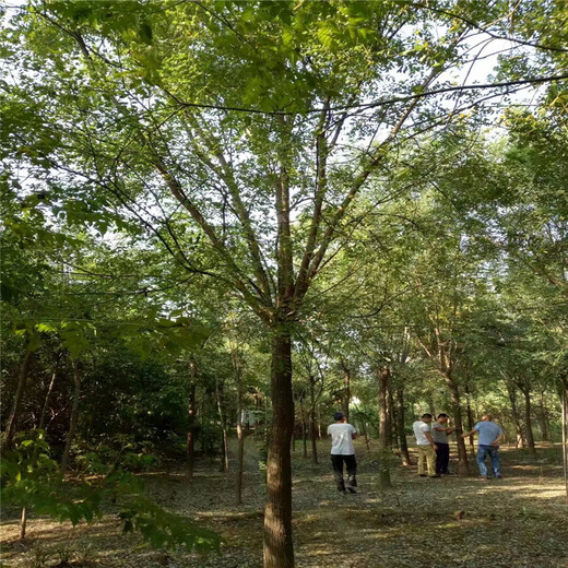 河北65公分國槐價格8公分國槐價格