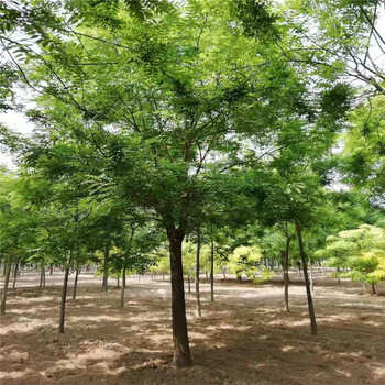 重慶29公分國槐價格10公分國槐價格