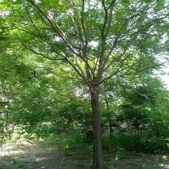 天津29公分國槐價格26公分國槐價格