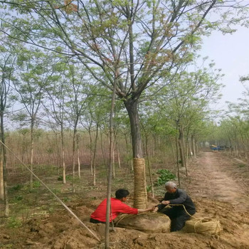 甘肅21公分國槐價格50公分國槐價格