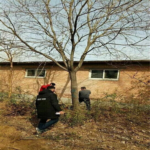 上海17公分國槐價格80公分國槐價格