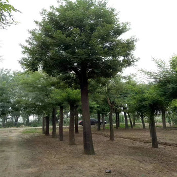河北7公分國(guó)槐價(jià)格8公分國(guó)槐價(jià)格