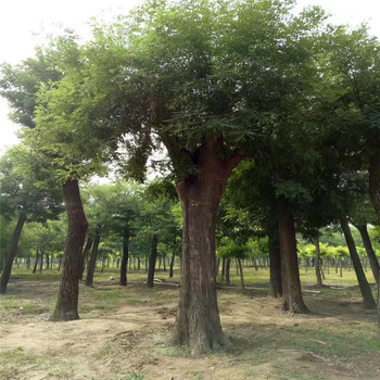 河北7公分國(guó)槐價(jià)格8公分國(guó)槐價(jià)格