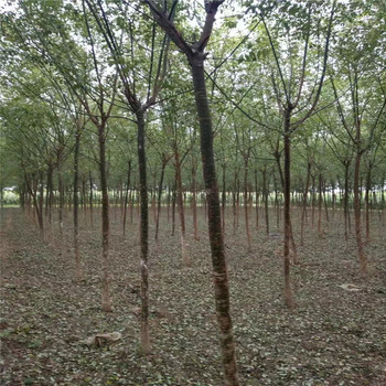 山西55公分國槐價(jià)格40公分國槐價(jià)格