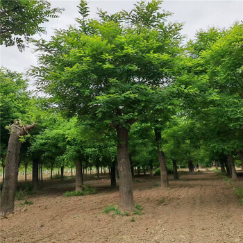 山東11公分國槐價格80公分國槐價格