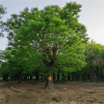 遼寧5公分國槐價格16公分國槐價格