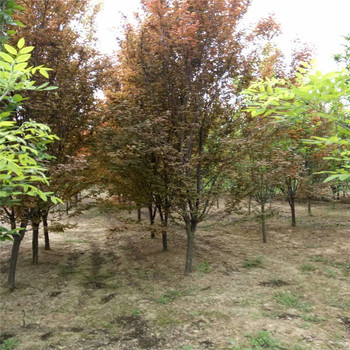 新疆叢生紅葉李3米價(jià)格6米叢生紅葉李價(jià)格