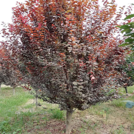 北京叢生紅葉李5米價(jià)格16公分紅葉李價(jià)格