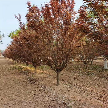 江西叢生紅葉李3米價(jià)格26公分紅葉李價(jià)格