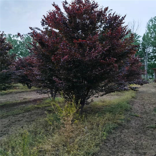 河北叢生紅葉李7米價(jià)格6米叢生紅葉李價(jià)格