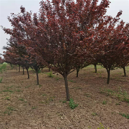 安徽叢生紅葉李3米價(jià)格18公分紅葉李價(jià)格