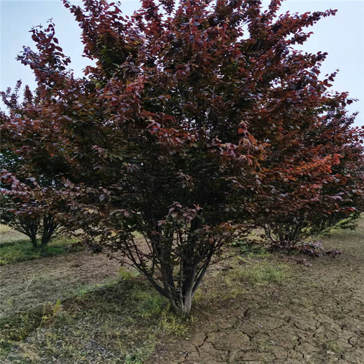湖南叢生紅葉李5米價格10公分紅葉李價格