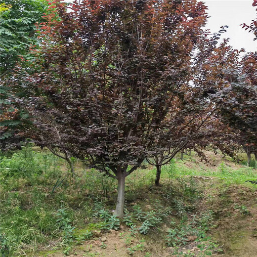遼寧叢生紅葉李3米價格22公分紅葉李價格