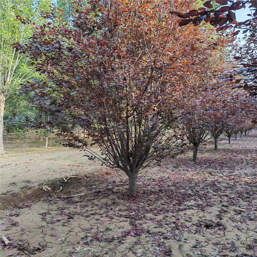 江蘇9公分紅葉李價(jià)格8米叢生紅葉李價(jià)格