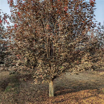 上海叢生紅葉李7米價格8公分紅葉李價格