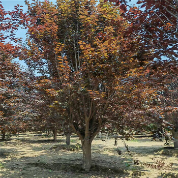 湖北11公分紅葉李價格8公分紅葉李價格