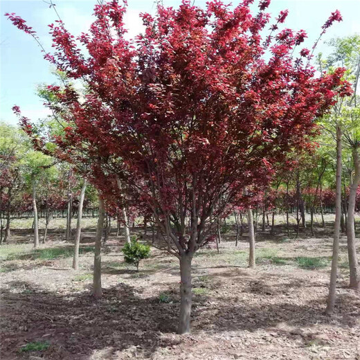 北京叢生紅葉李7米價格20公分紅葉李價格