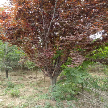 陜西9公分紅葉李價(jià)格16公分紅葉李價(jià)格