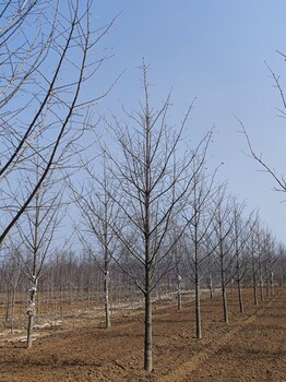 银杏树，诚实守信让您省时省心