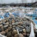 撫順順城區高鐵沿線變電所鵝卵石米黃色鵝卵石廠家品牌