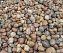 鹤壁淇滨区水处理鹅卵石用途图片