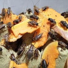 蟋蟀养殖的经济效益分析，养殖蟋蟀如何才能获得更多利益图片