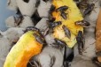 蟑螂养殖的经济效益怎么养殖，养殖蟑螂有哪些优势