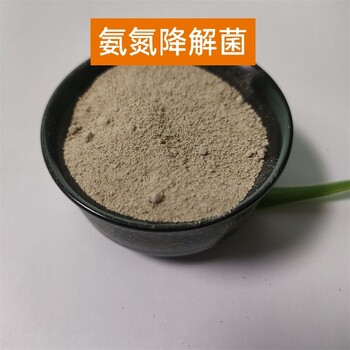 氨氮去除菌好氧池投加菌種特俐牌好氧菌種