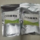 微生物菌种厂家COD降解菌种污水废水处理河道治理