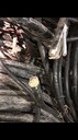 電力變壓器回收廠家電話控制電纜回收近期價(jià)格