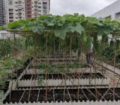 映天青有机质15%屋顶轻质土花卉营养土自重轻不板结适宜植物生长