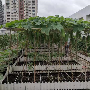 映天青有机质15%屋顶轻质土花卉营养土自重轻不板结适宜植物生长