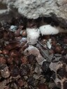 中山市消防管道漏水探測板芙地下管線漏水探測