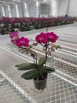 航迪溫室大棚移動(dòng)苗床育苗設(shè)備熱鍍鋅網(wǎng)片加工定做