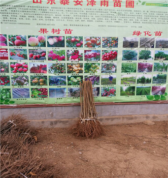 當年結果法蘭西梅西梅苗病蟲害防治,國豐李子苗