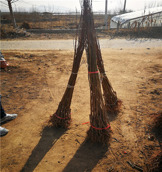 智力太陽李子樹苗的基地,3年生味王李子苗