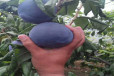 国丰李子苗的价格,2公分风味玫瑰杏李树苗