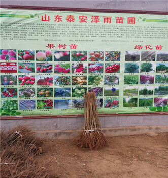小仙子一號櫻桃李樹苗吉林純度98,野酸梅砧木苗
