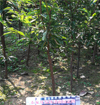 蜥蜴蛋杏李樹苗的基地,3年生法蘭西梅西梅苗