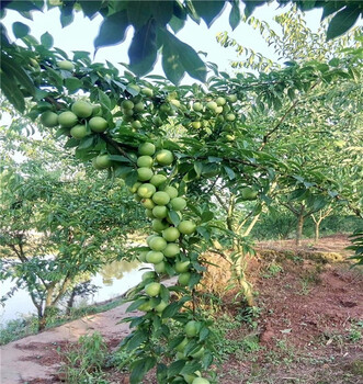 蜥蜴蛋杏李樹苗的基地,3年生法蘭西梅西梅苗