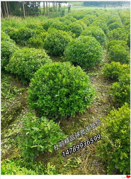 80公分的瀏陽(yáng)春鵑球和湖南杜鵑杯苗你追我趕-銷量驟增