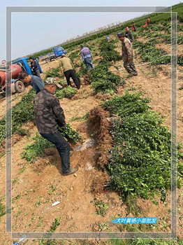 小葉黃楊杯苗-瀏陽(yáng)瓜子黃楊小苗走量找陳總