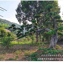 多桿造型榆樹苗圃瀏陽造型榔榆好苗盡在宏景