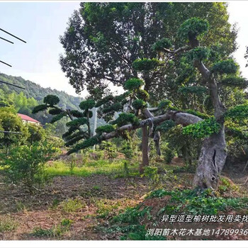 多桿造型榆樹苗圃瀏陽造型榔榆好苗盡在宏景