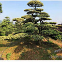 彎桿式瀏陽(yáng)造型羅漢松,斜桿式柏加羅漢松秋季蹭蹭漲