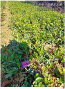 瀏陽(yáng)茶花杯苗,柏加茶梅小苗今秋明春市場(chǎng)前景好