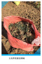 玉龍草,瀏陽(yáng)玉龍草價(jià)格,柏加吉祥草好苗隨心購(gòu)找陳總