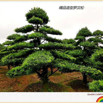 瀏陽造型羅漢松銷售勢頭猛,長飄臨水造型羅漢松年后銷量