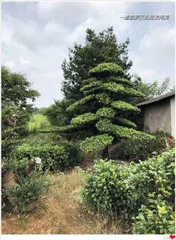 臥式瀏陽造型羅漢松,彎桿式柏加造型羅漢松春季成交易亮點